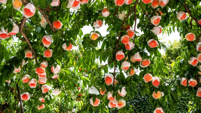 山梨県の桃が大量盗難