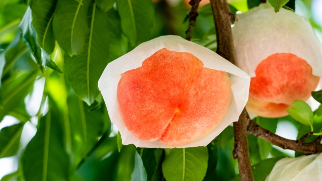 高級品種の桃「白鳳」